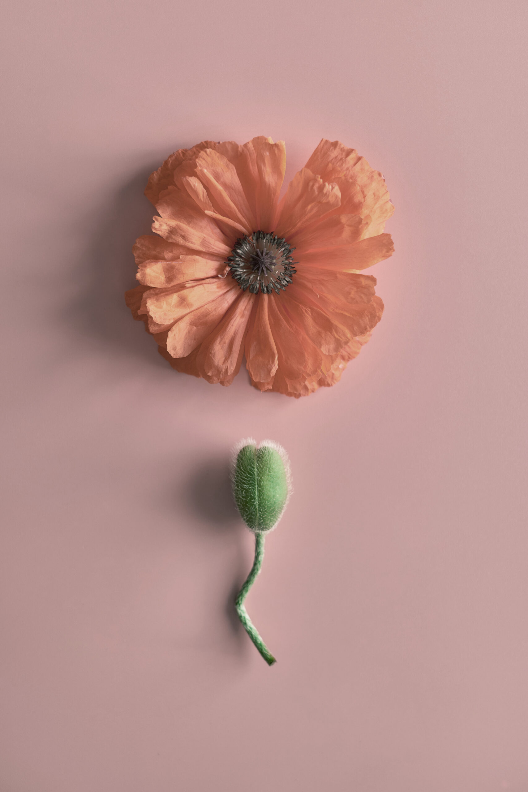 poppy flower and unopened poppy bud on a pink background. Abstra